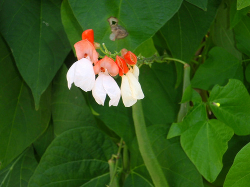 Flowers from the Garden of Linnaeus.